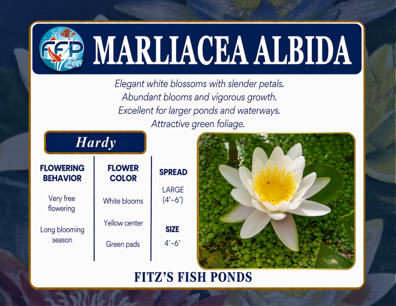 Hardy Lily - MARLIACEA ALBIDA