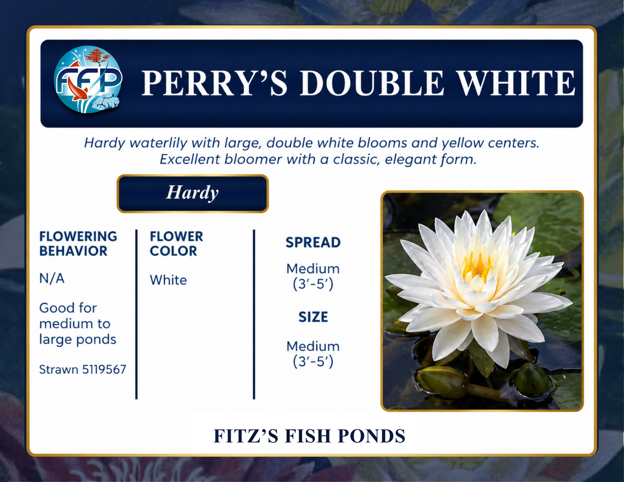 Hardy Lily - PERRY'S DBLE WHITE