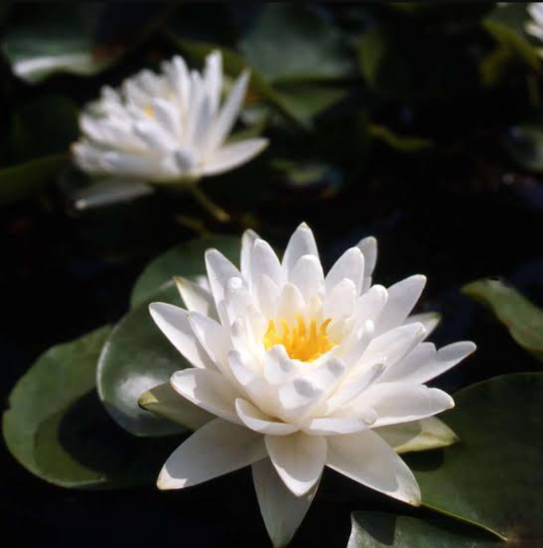 Hardy Lily - PERRY'S DBLE WHITE