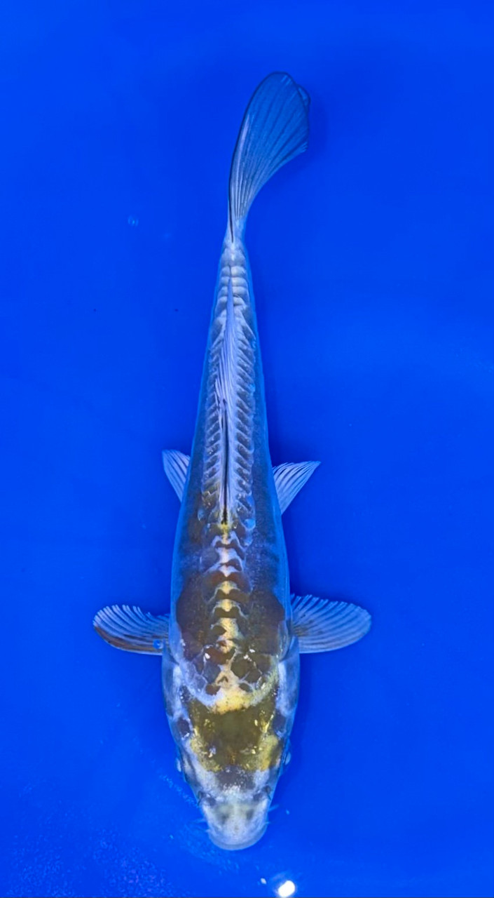 16cm Japanese Imported Doitsu Kogane Ochiba – Maruhiro – QT9 - 56
