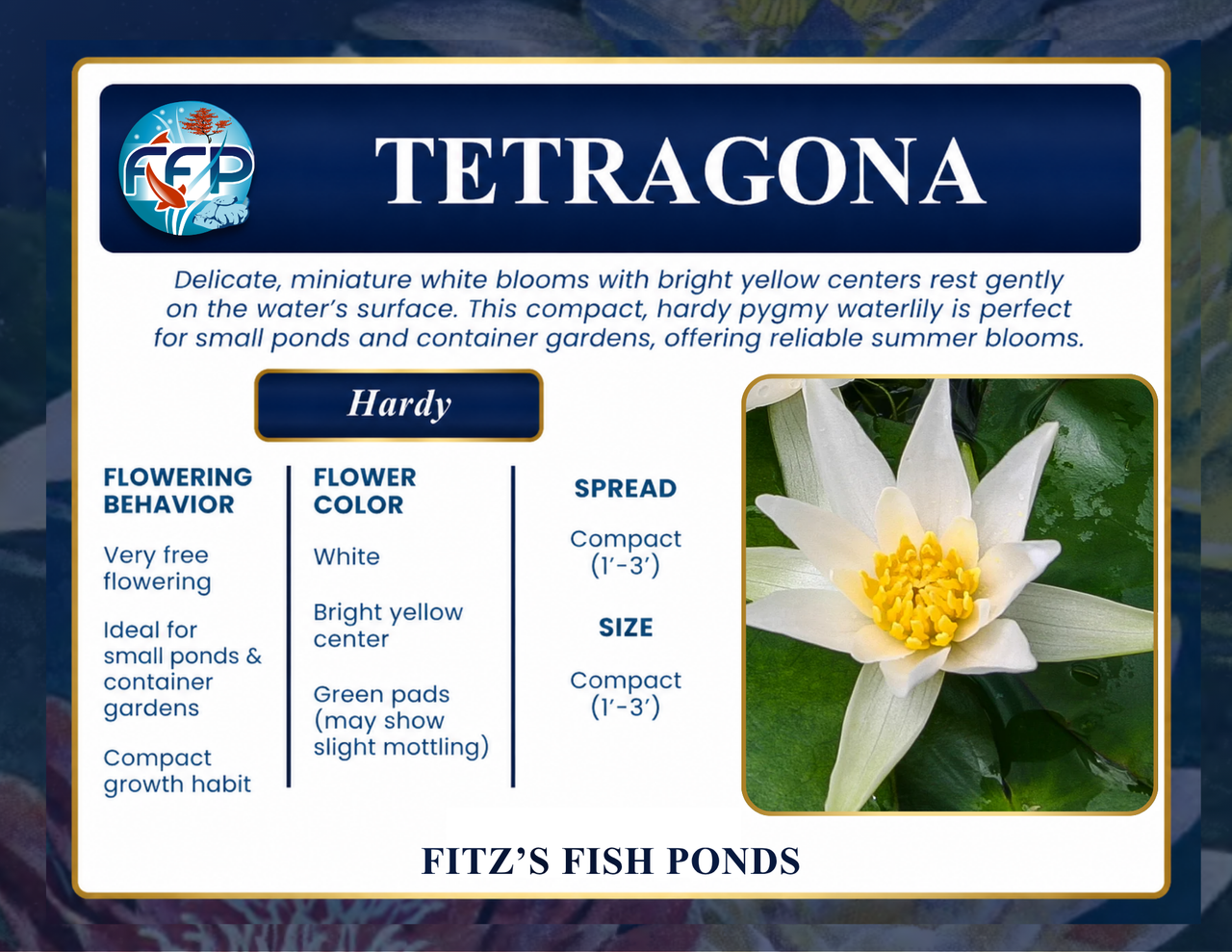 Hardy Lily - TETRAGONA
