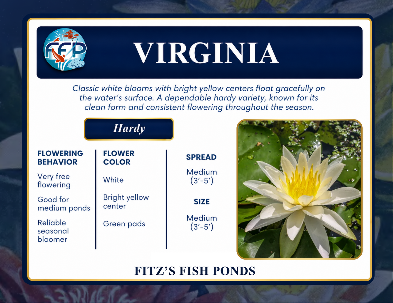 Hardy Lily - VIRGINIA