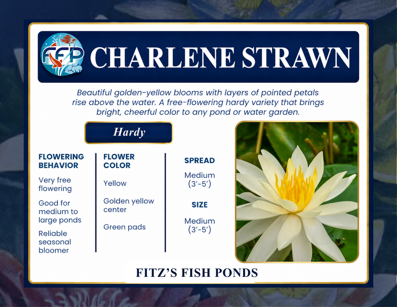 Hardy Lily - CHARLENE STRAWN