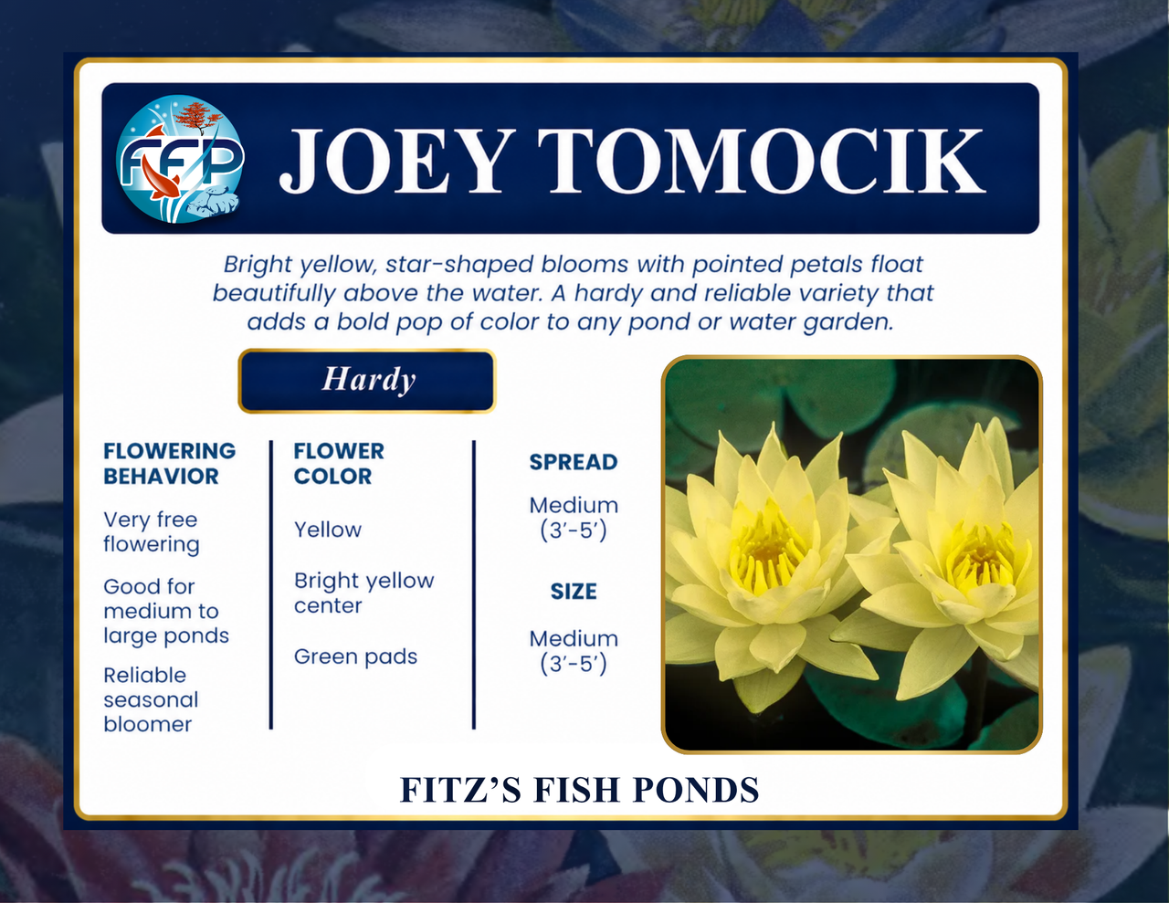 Hardy Lily - JOEY TOMOCIK