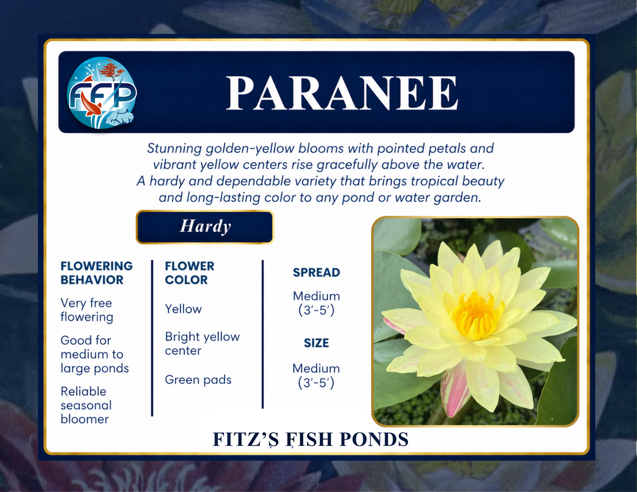 Hardy Lily - PARANEE
