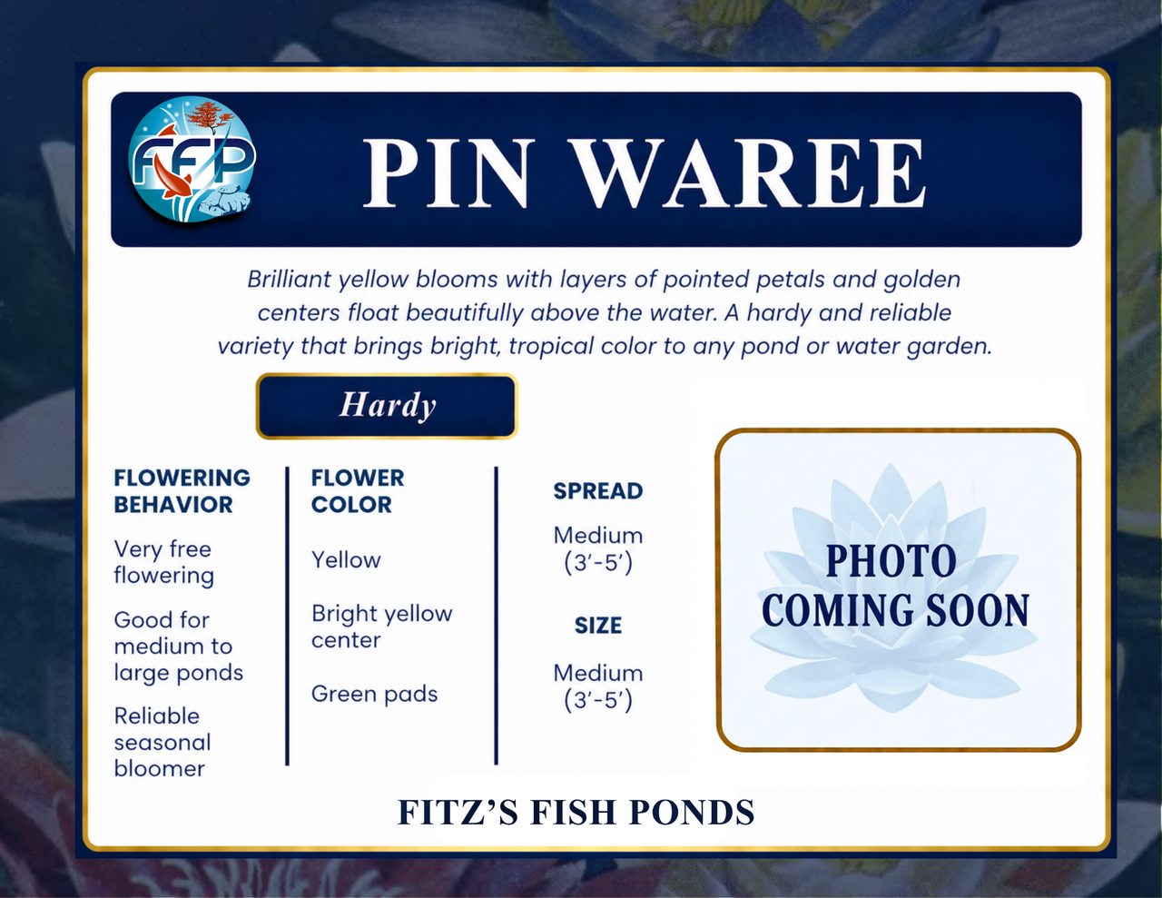 Hardy Lily - PIN WAREE