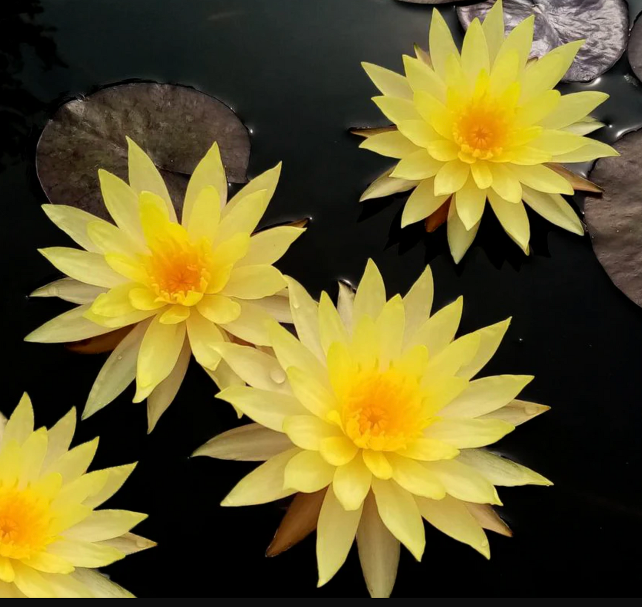 Hardy Lily - PIN WAREE