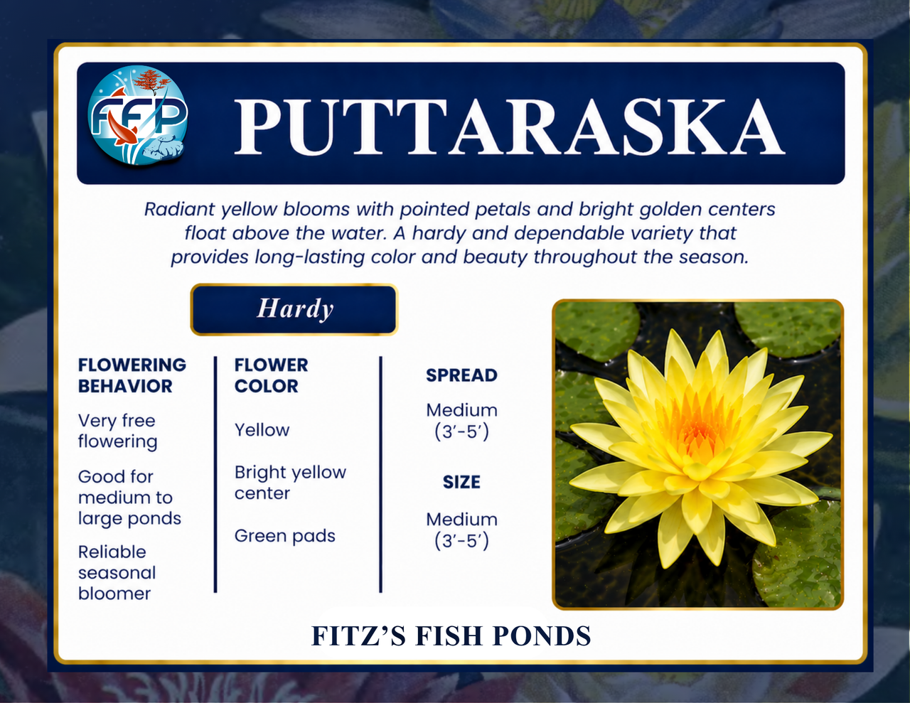 Hardy Lily - PUTTARASKA