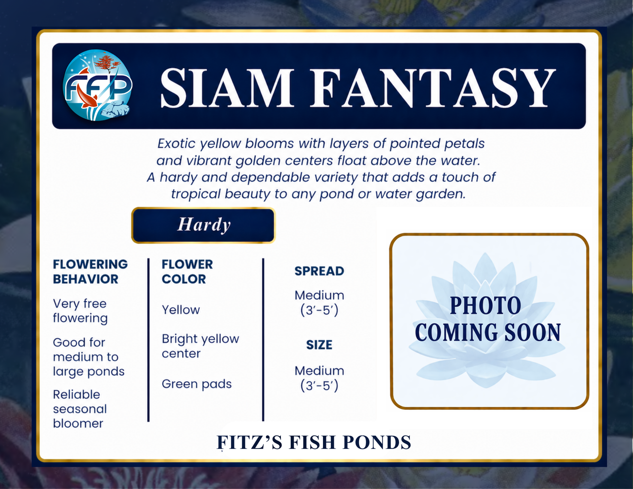 Hardy Lily - SIAM FANTASY