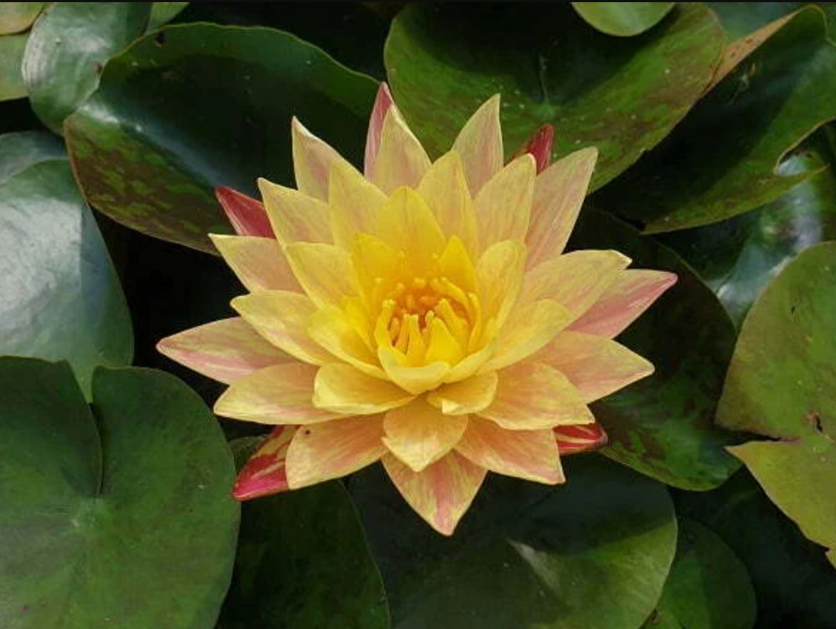 Hardy Lily - SIAM FANTASY