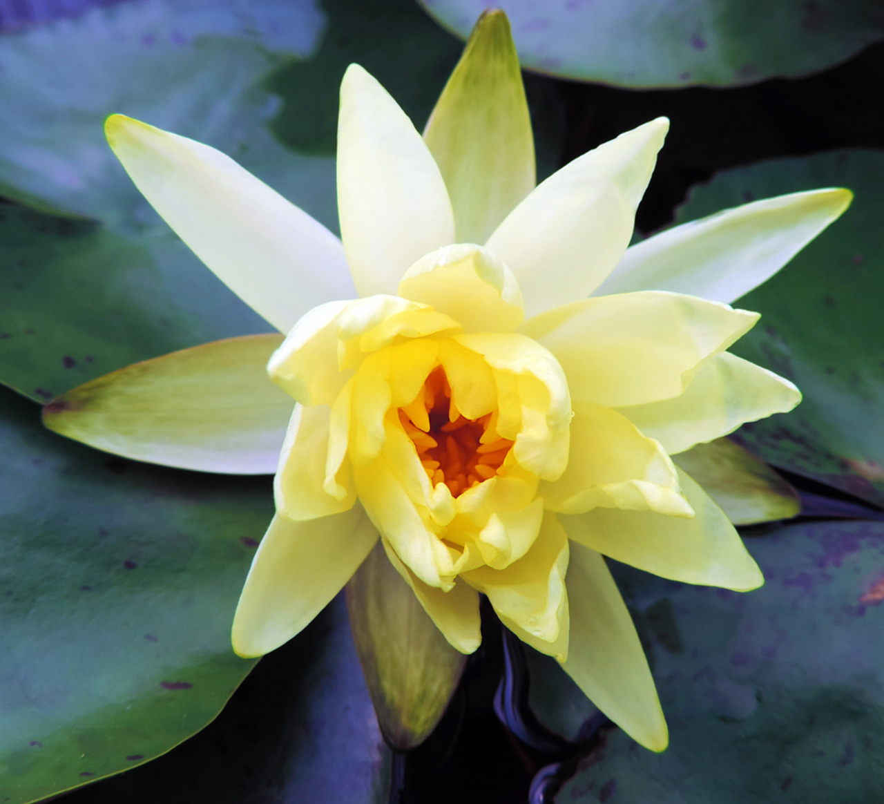Hardy Lily - SULPHUREA