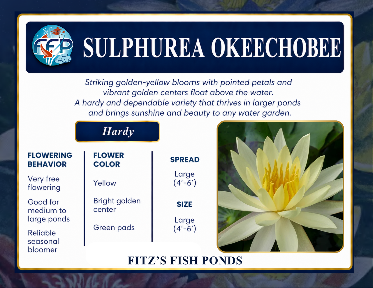 Hardy Lily - SULPHUREA OKEECHOBEE