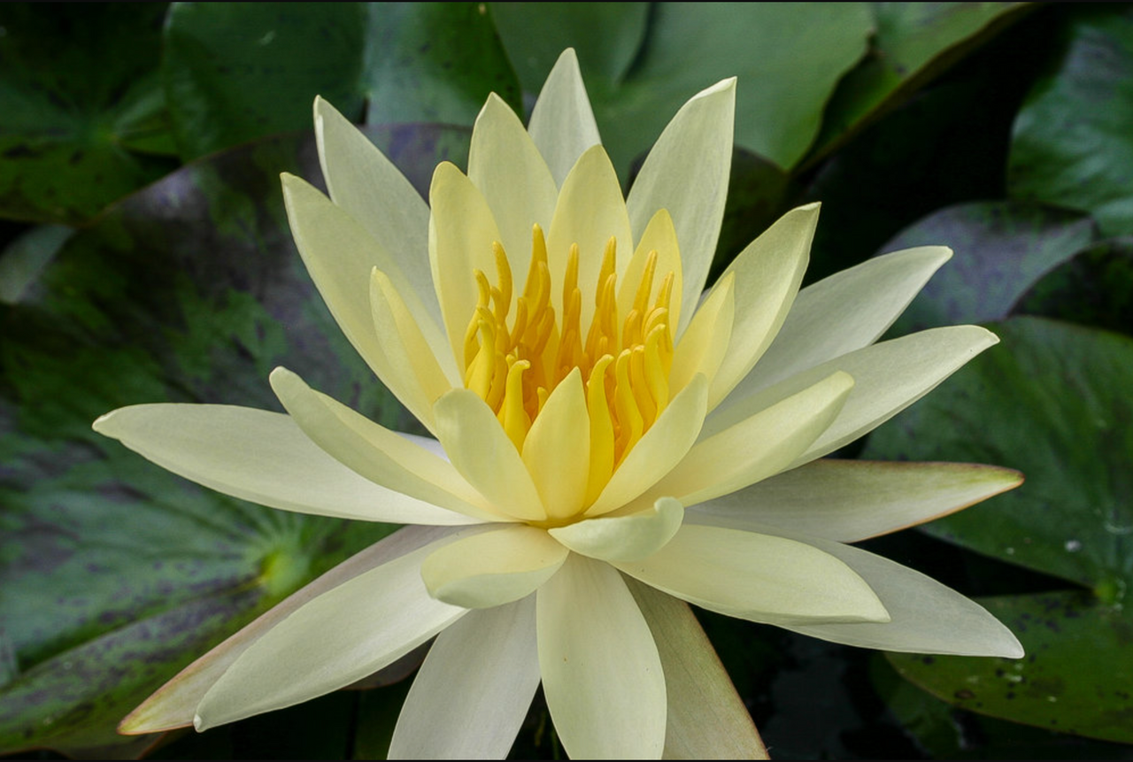 Hardy Lily - SULPHUREA OKEECHOBEE