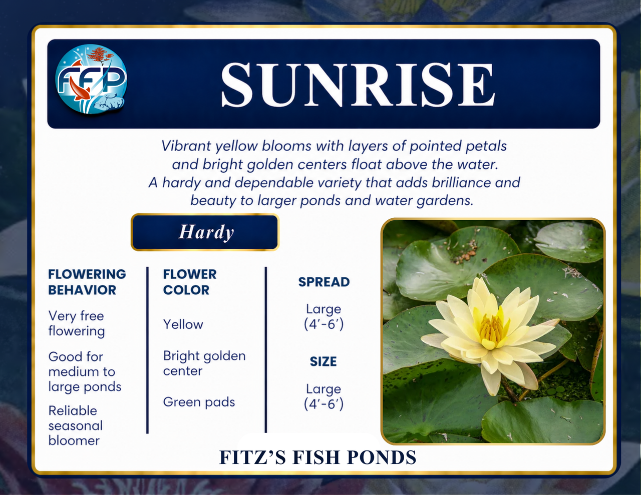 Hardy Lily - SUNRISE
