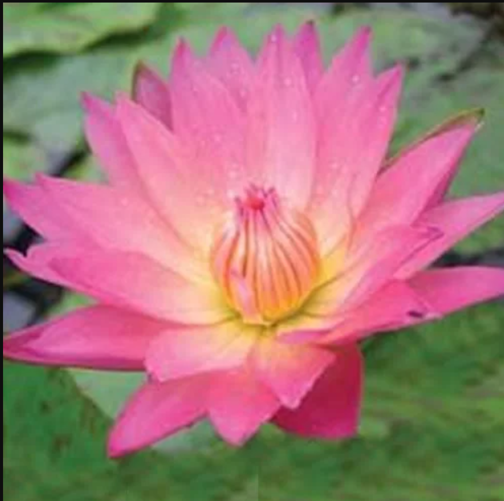 Tropical Lily - AFTERGLOW
