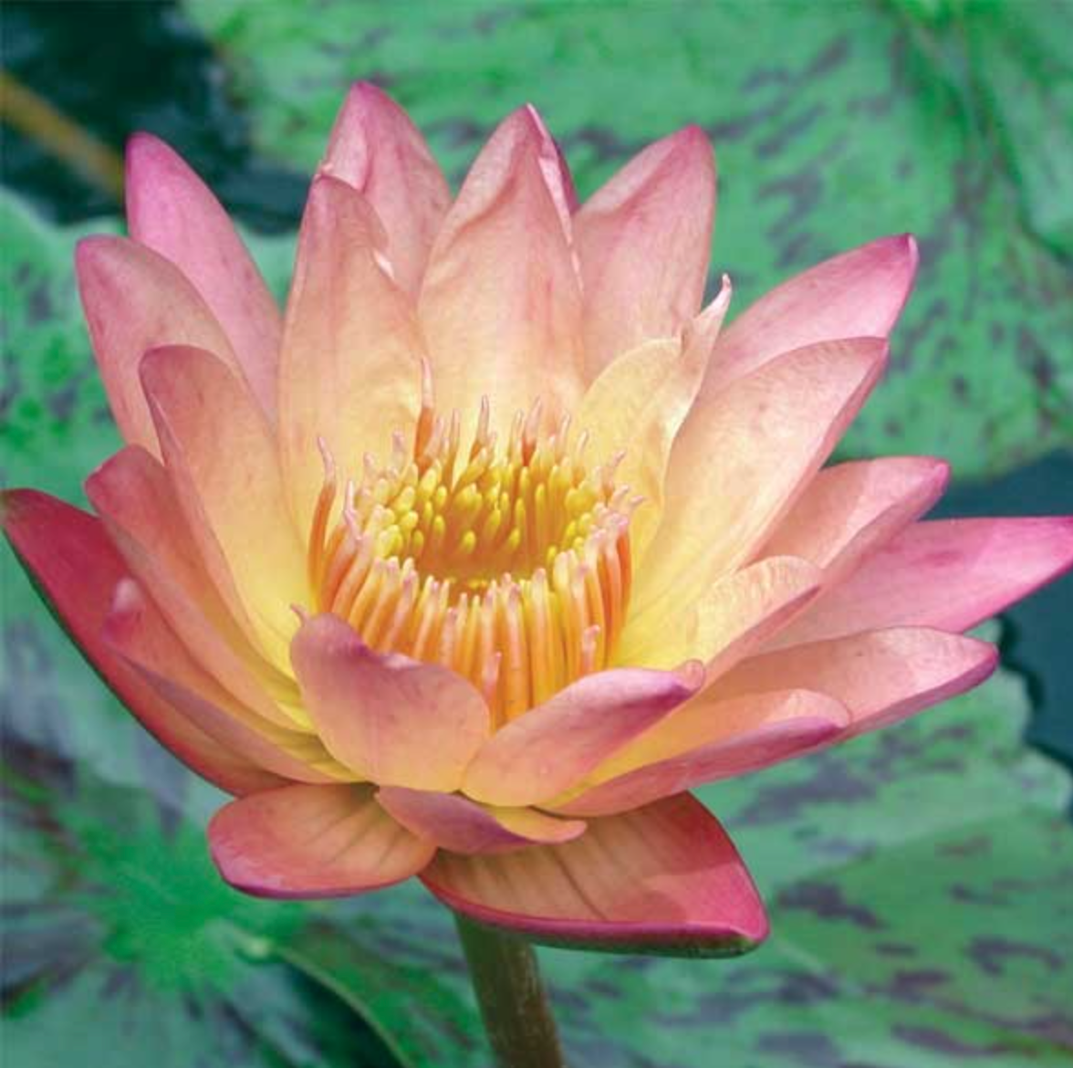 Tropical Lily - ALBERT GREENBERG