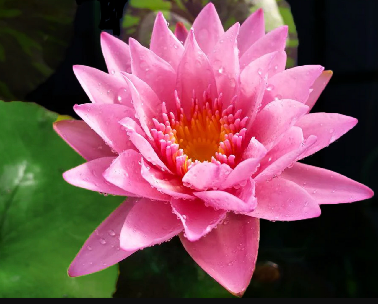 Tropical Lily - CORAL SKY