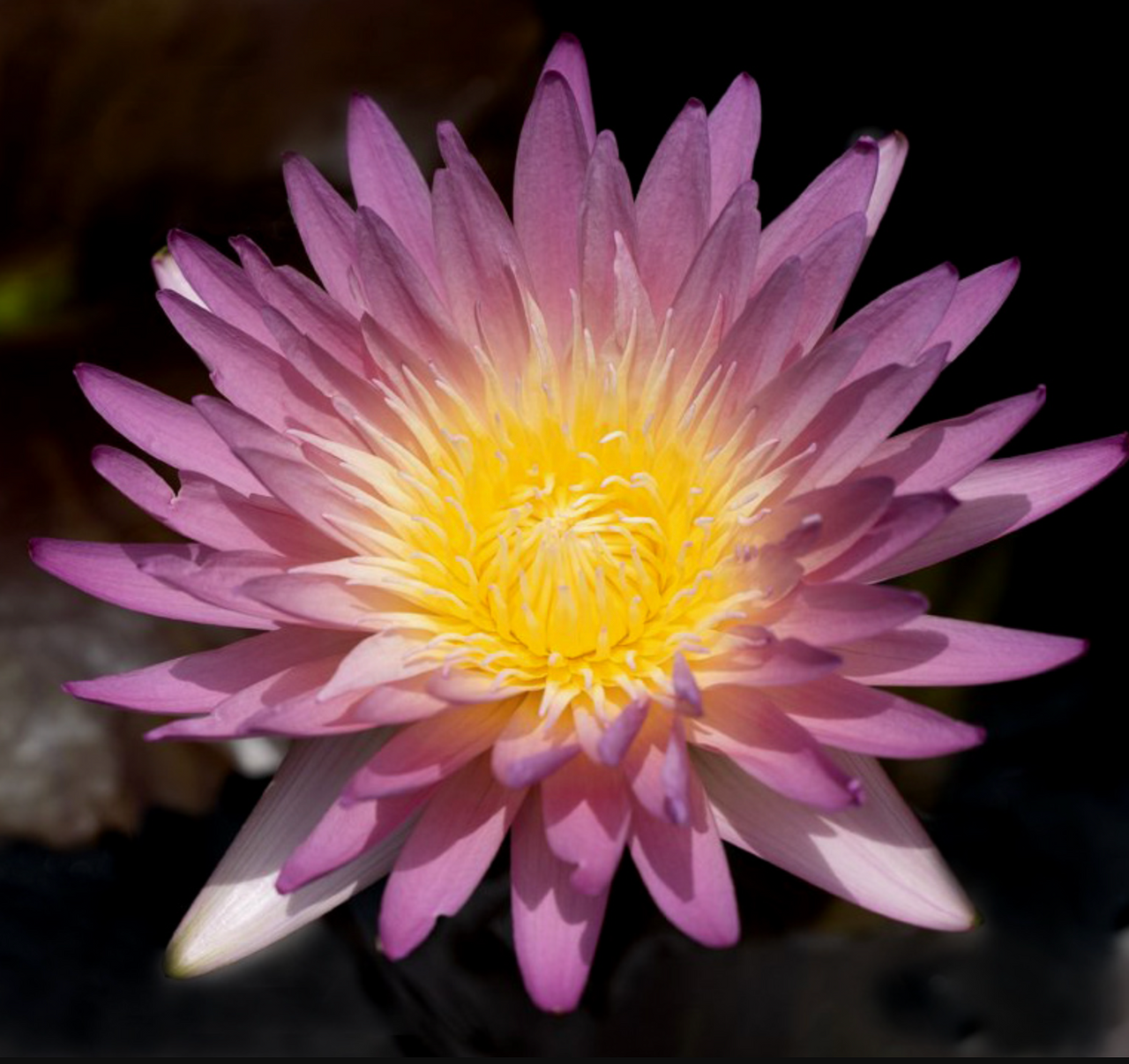 Tropical Lily - KEY WEST