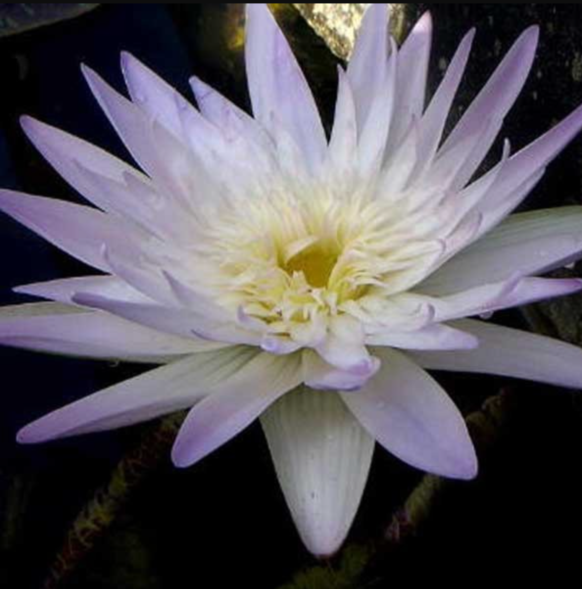 Tropical Lily - AVALANCHE