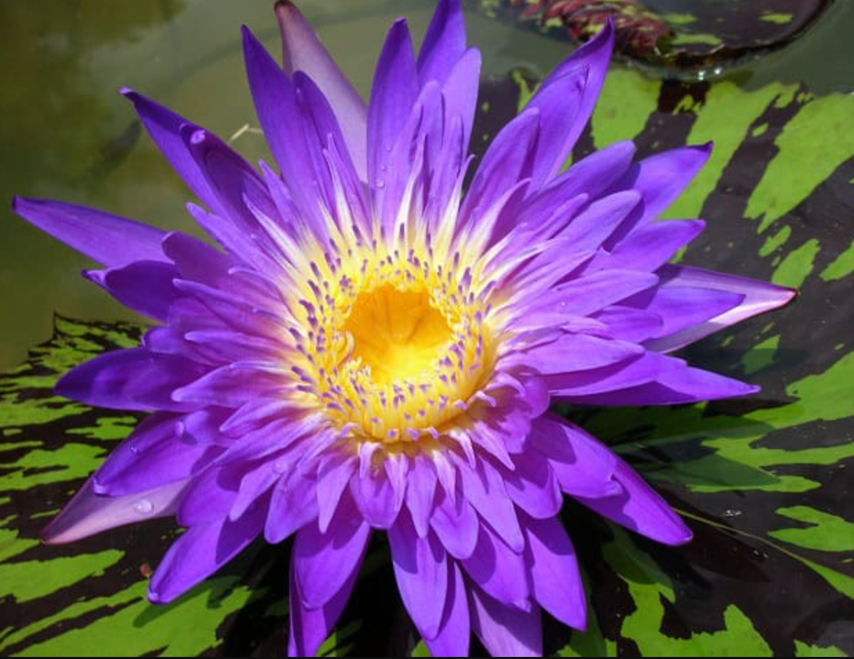 Tropical Lily - BLUE ASTER