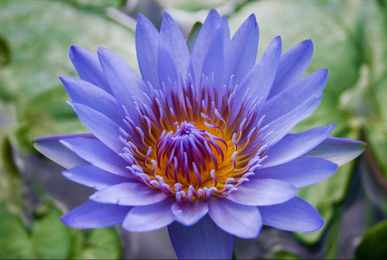 Tropical Lily - BLUE CAPENSIS