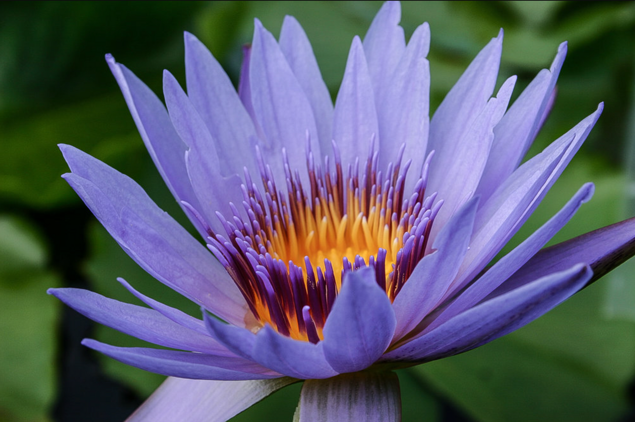 Tropical Lily - LEOPARDESS