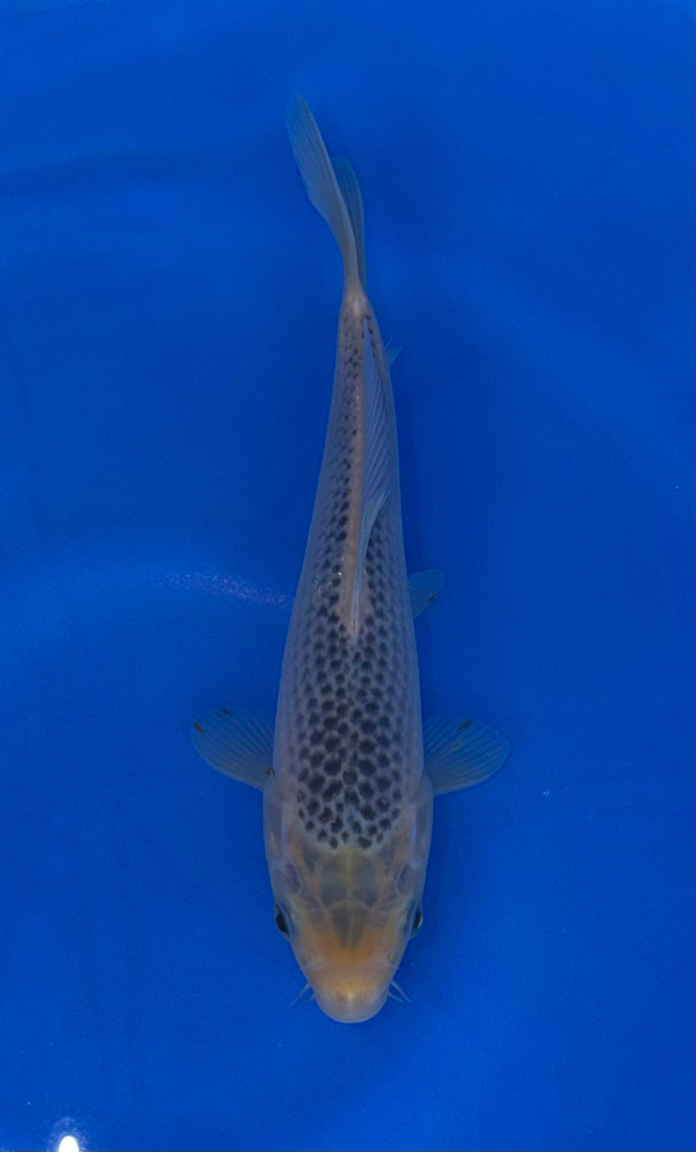 16cm Japanese Imported Asagi – Maruhiro – QT9 - 59