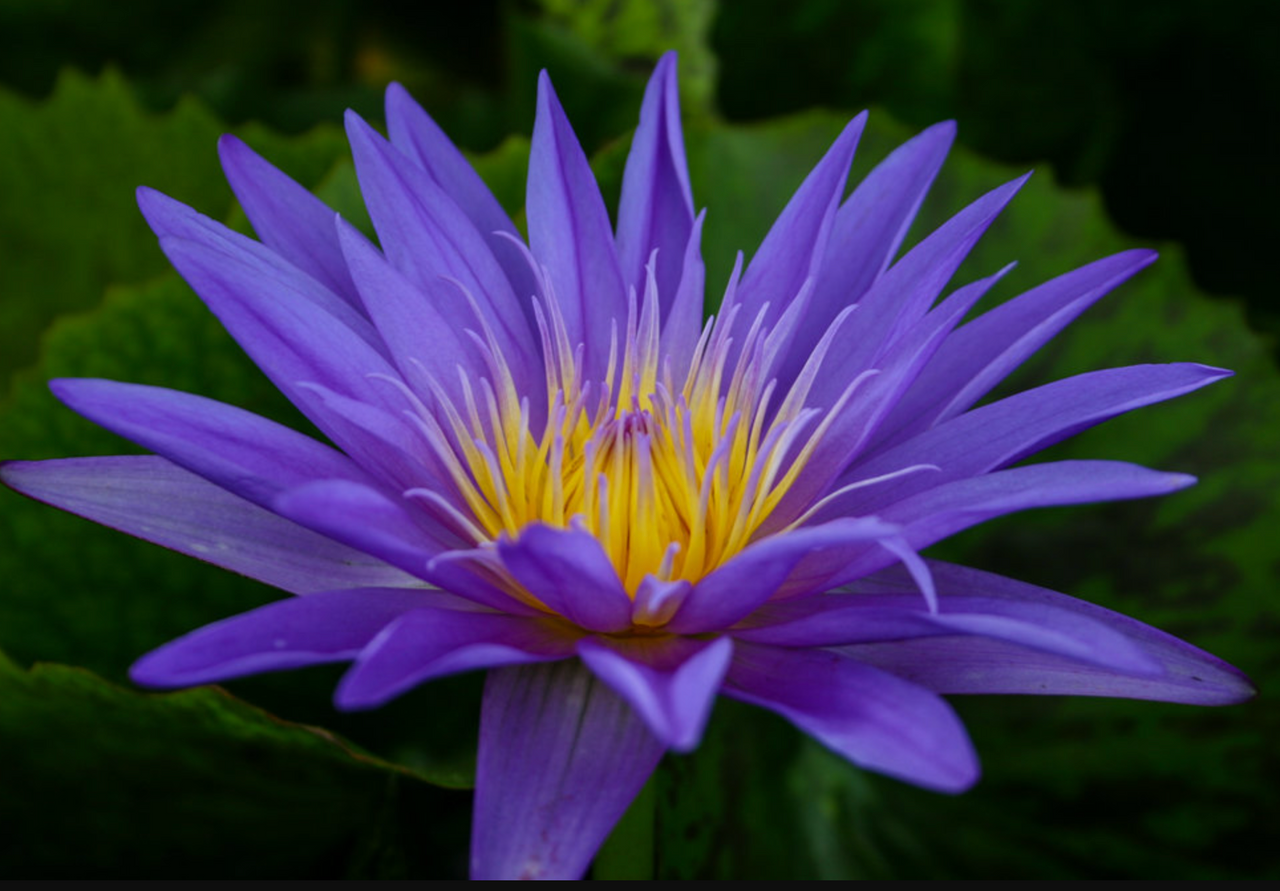 Tropical Lily - STAR OF ZANZIBAR