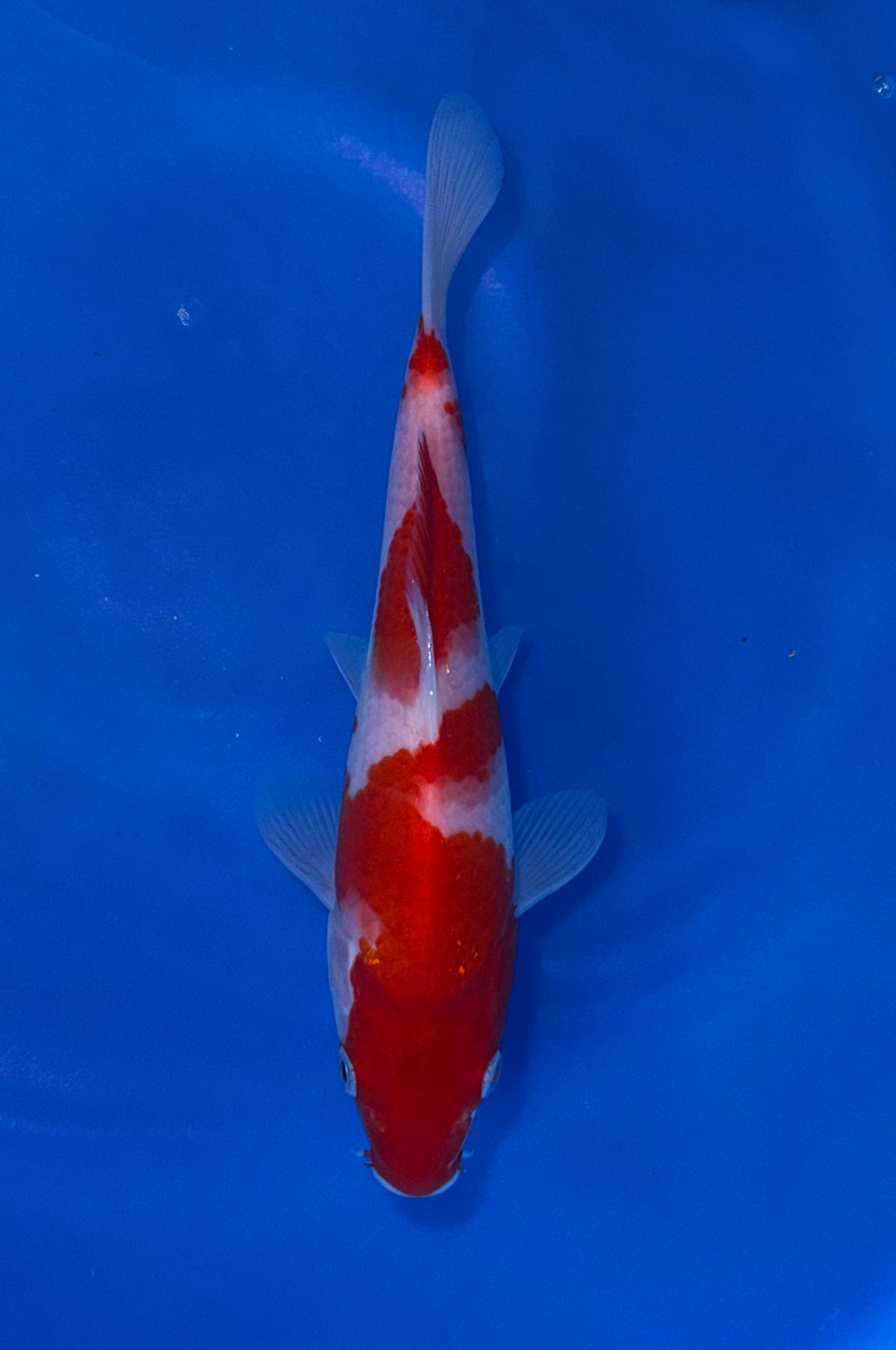 17cm Japanese Imported Kohaku – Maruhiro – QT9 - 61 - Fitzs Fish Ponds