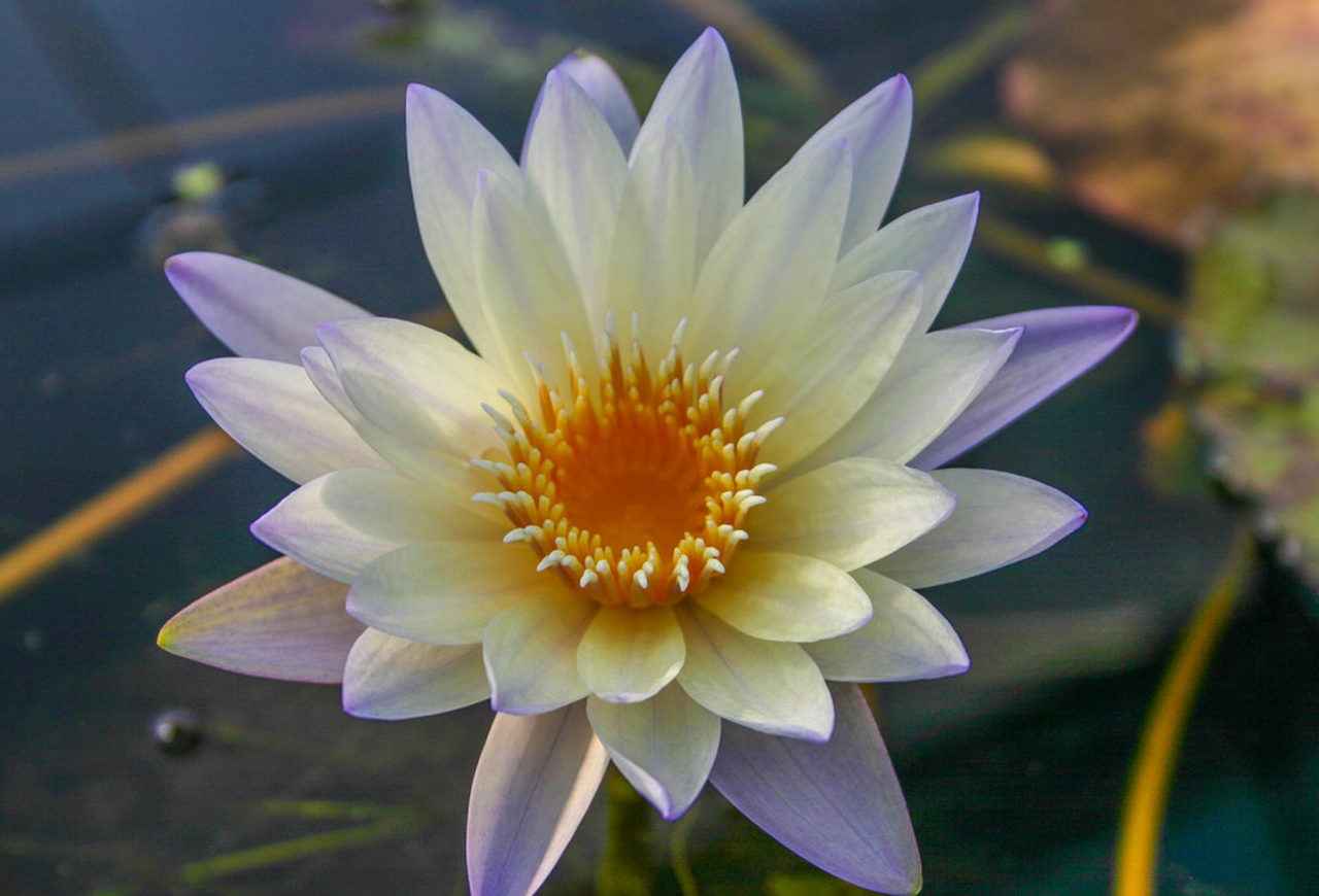 Tropical Lily - GREEN SMOKE