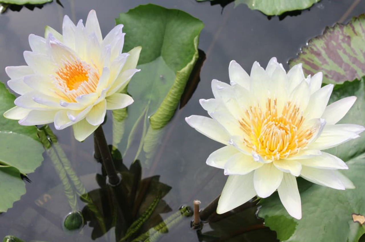 Tropical Lily - MOONBEAM