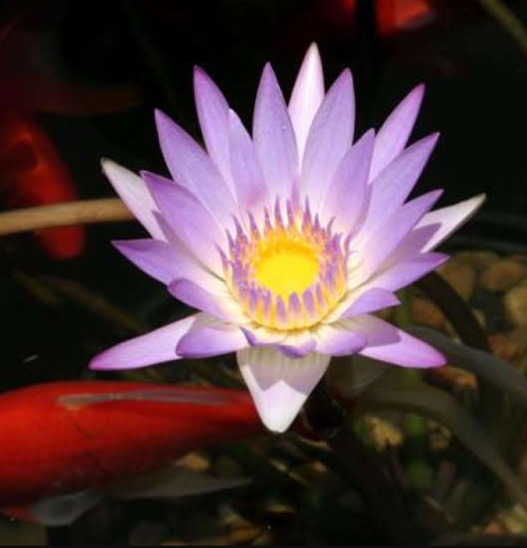Tropical Lily - MME GANNA WALSKA