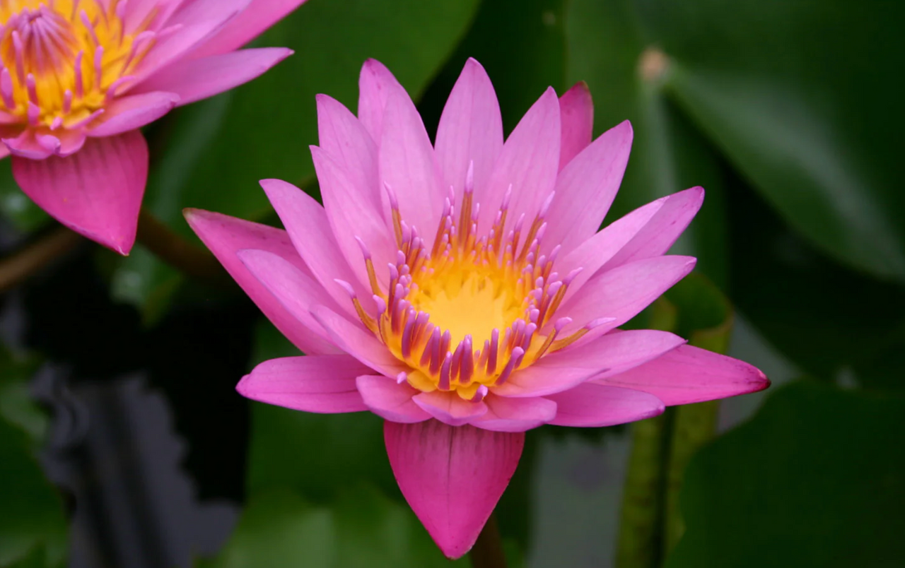 Tropical Lily - SHIRLEY BRYNE