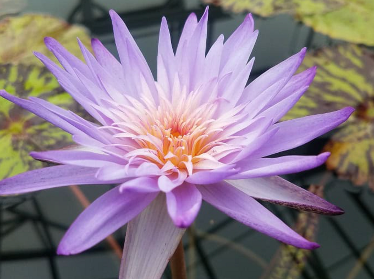 Tropical Lily - FOXFIRE