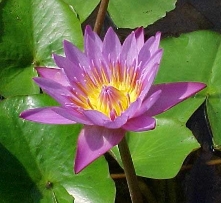 Tropical Lily - PANAMA PACIFIC