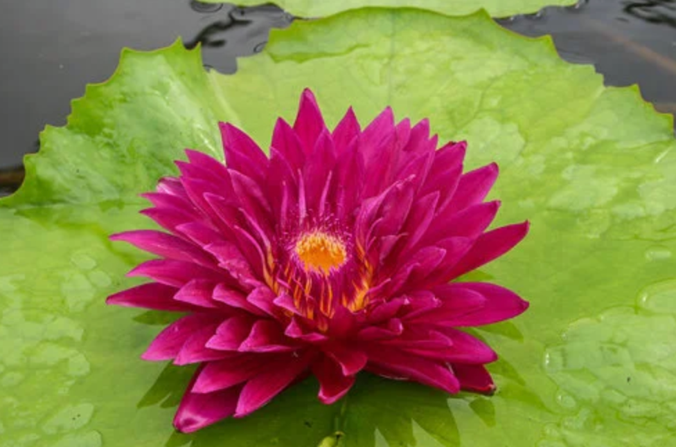 Tropical Lily - BULL'S EYE