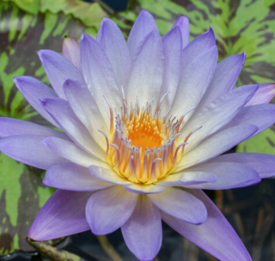 Tropical Lily - PIXIE DUST