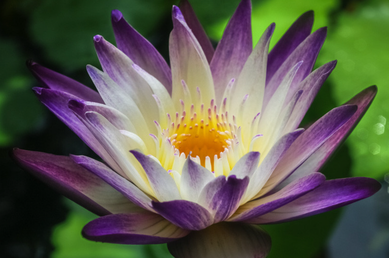 Tropical Lily - PURPLE JOY