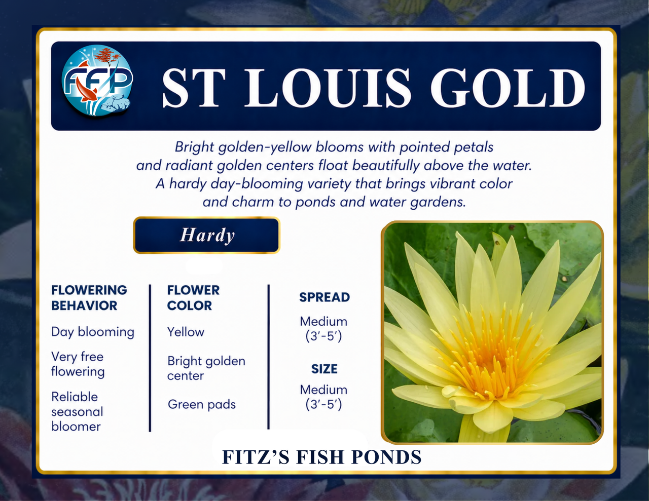 Hardy Lily - ST LOUIS GOLD
