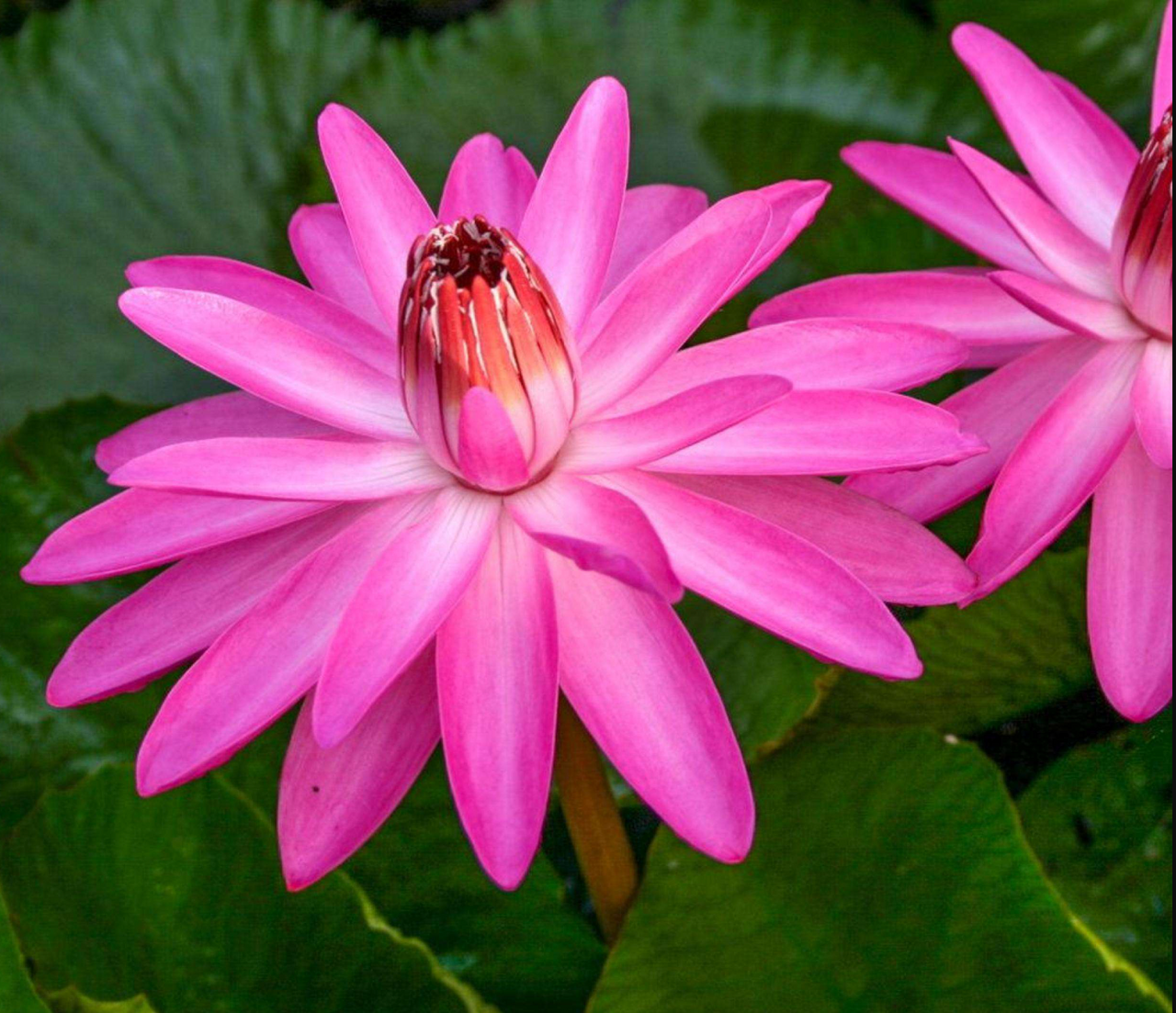 Tropical Lily - E.G. HUTCHINGS