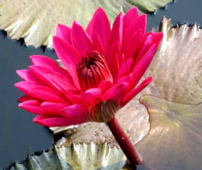 Tropical Lily - ANTARES