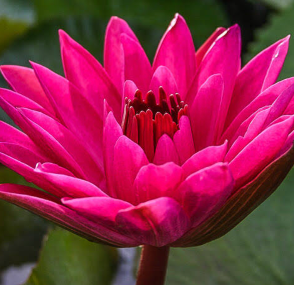 Tropical Lily - JENNIFER REBECCA