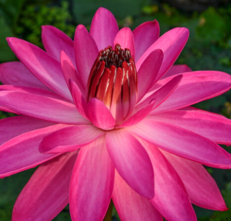 Tropical Lily - RED CUP