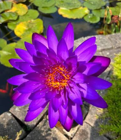 Tropical Lily - DEEP PURPLE