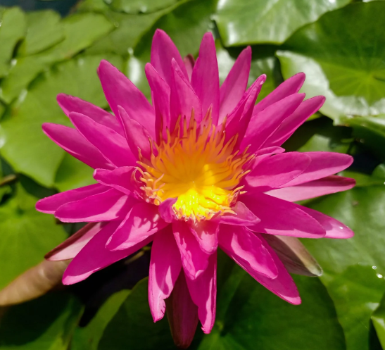 Hardy Lily - PINK SILK