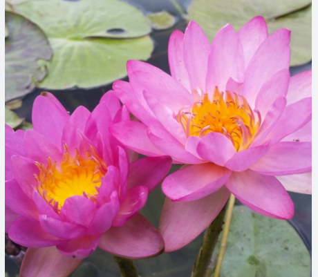 Tropical Lily - SIAM PURPLE 2