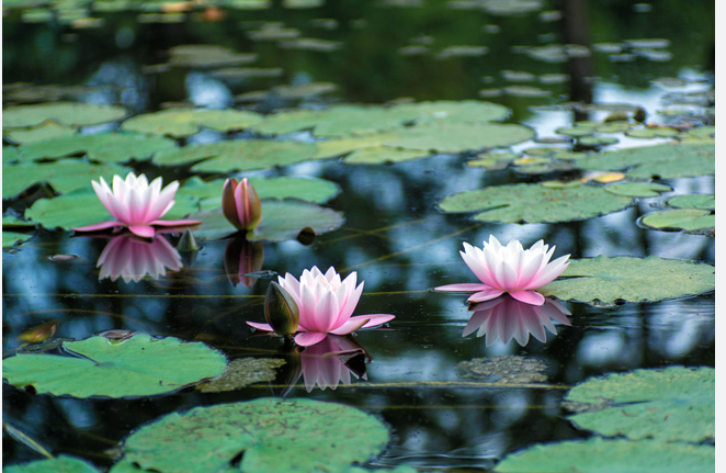Hardy Lily - ASSORTED HARDY