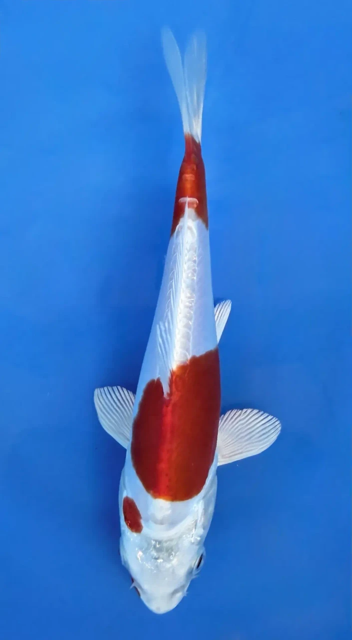 16cm Japanese Imported Kikusui - QT7-140