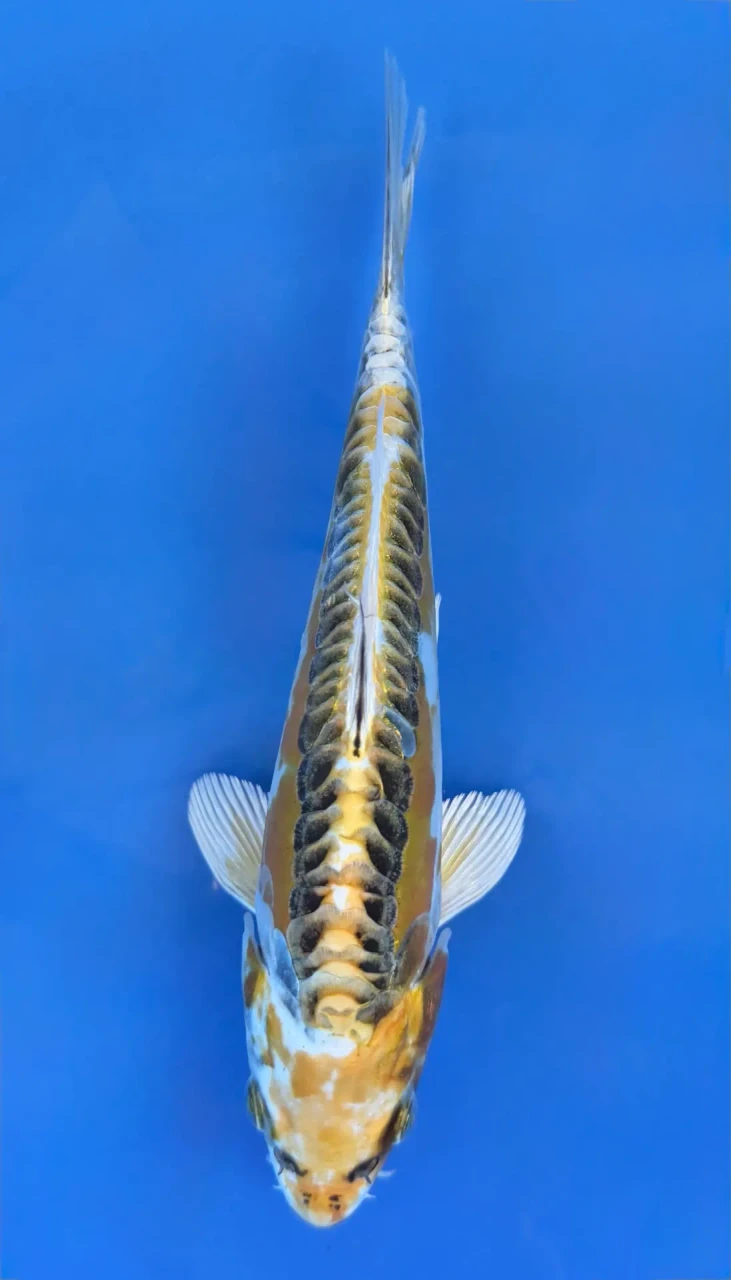 17cm Japanese Imported Yellow Dragon - QT7-139
