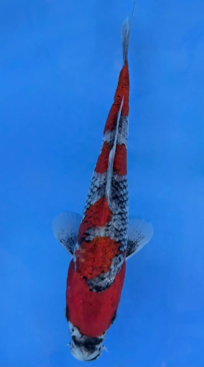 16cm Japanese Imported Goshiki - QT7-138